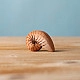 Bumbu Toys Spiraal Schelp