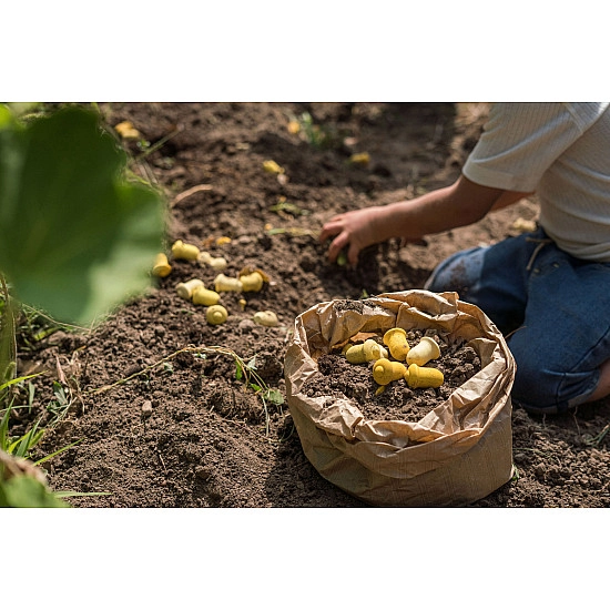 Grapat Mandala Tulpen