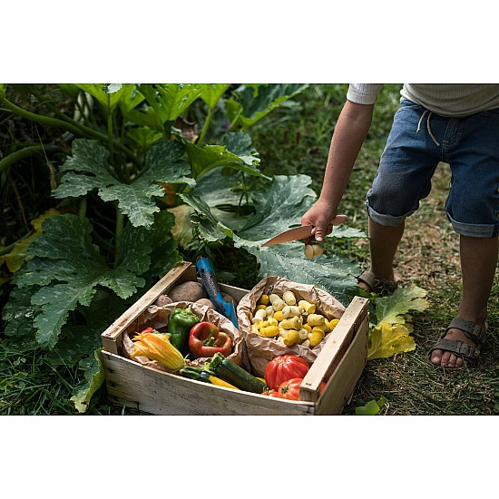 Grapat Mandala Tulpen